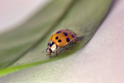 Close-up of ladybug on leaf