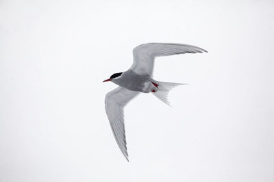 Seagull flying in the sky