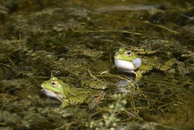 Close-up of frog perching in lake