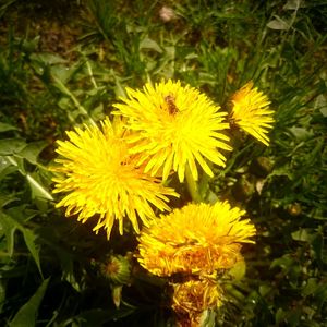 Close-up of dandelion