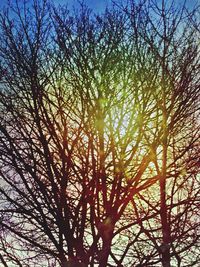 Low angle view of bare trees against sky