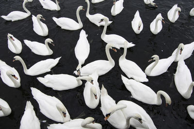 High angle view of swans on lake