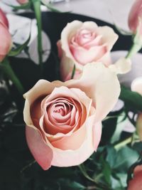 Close-up of rose blooming outdoors