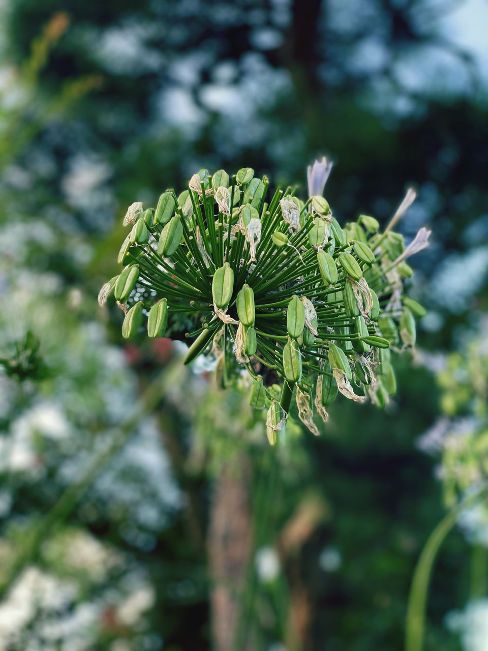 CLOSE-UP OF FRESH GREEN LEAF ON PLANT