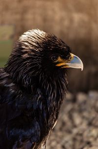 Close-up of an eagle