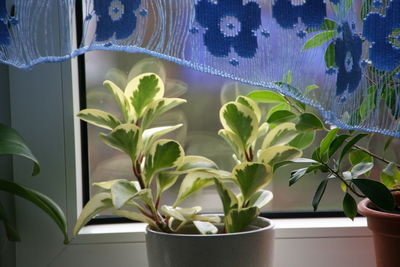 Close-up of plants