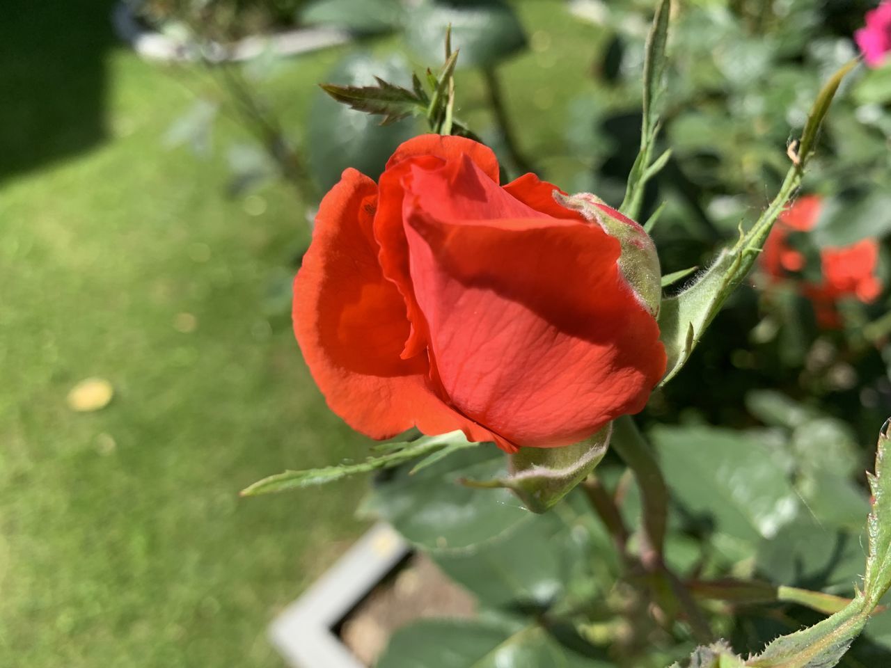CLOSE-UP OF RED ROSE ON PLANT