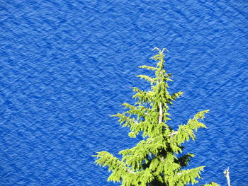 Low angle view of plant against blue sky
