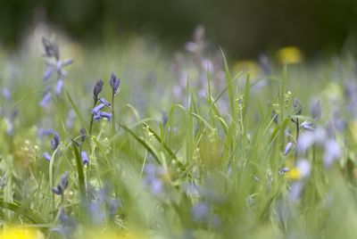 Close-up of purple flowering plant on field