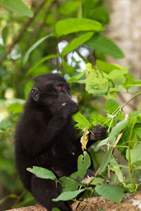 Monkey sitting on a tree