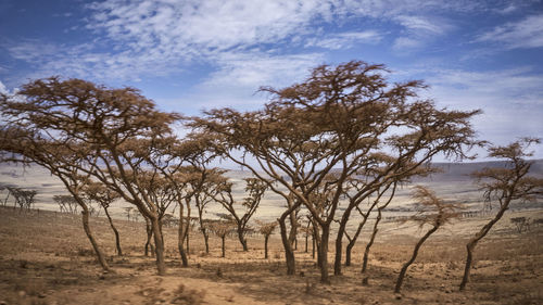 Trees on field against sky