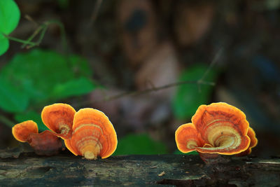 Close-up of orange growing on wood