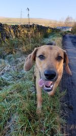 Portrait of dog on field