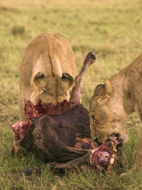 Two lionesses eating a wildebeest in the morning 