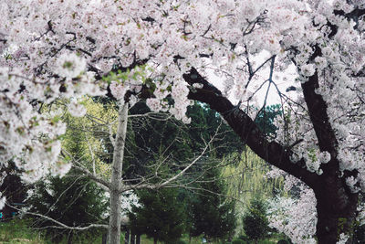 Low angle view of flower tree