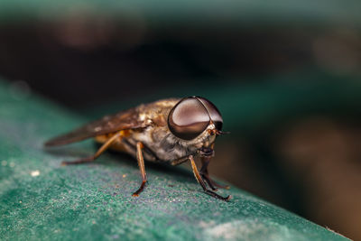 A macro-photo of a horsefly resting in the shade at the local nature reserve