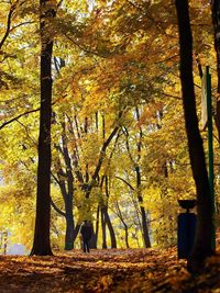 Trees in forest