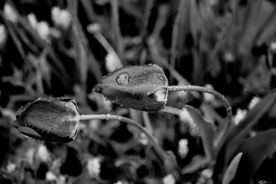 Close-up of plant