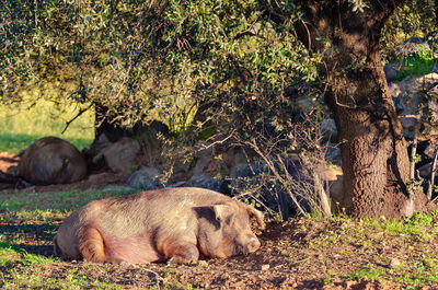 View of an animal sleeping on field