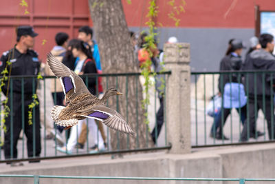 Group of birds flying against built structure