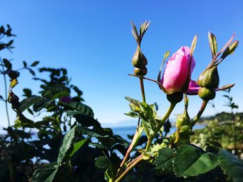 Low angle view of pink flowers blooming outdoors