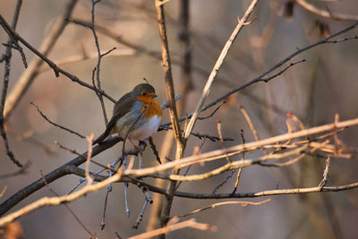 Bird perching on twig