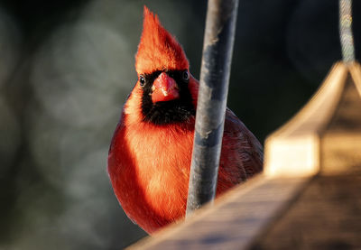 Male northern cardinal on a snow covered perch