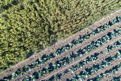 High angle view of corn field