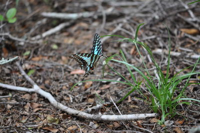 Close-up of butterfly on field