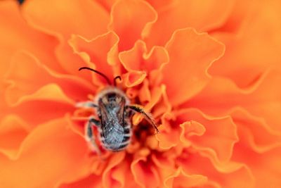 Close-up of insect on flower