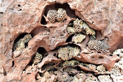 Close-up of animal skull on rock