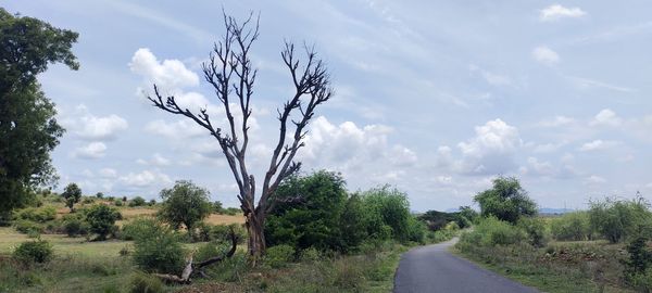 Road amidst trees against sky