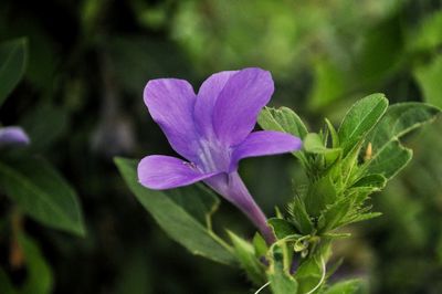 Close-up of purple flowering plant