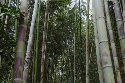 Low angle view of bamboo trees in forest