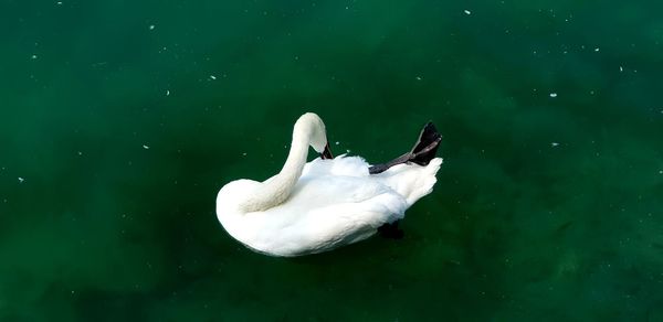 Swan swimming in lake