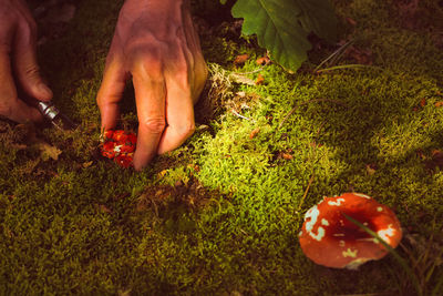 Low section of person with fruits on ground