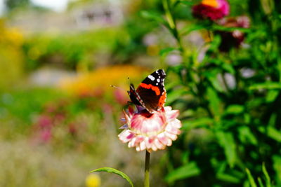 Butterfly on flower