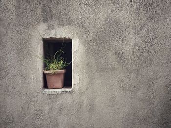 High angle view of potted plant