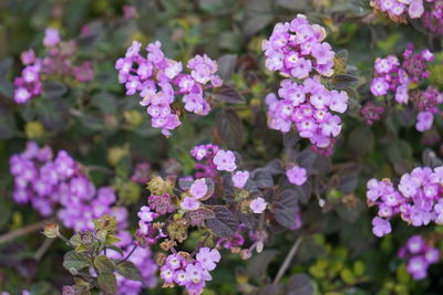 Close-up of pink flowers