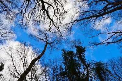 Low angle view of bare trees against sky