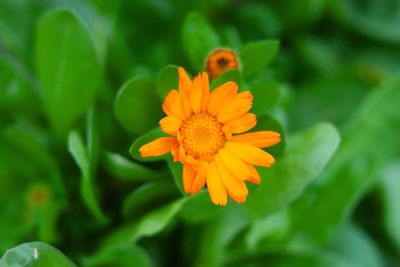 Close-up of yellow flower blooming outdoors