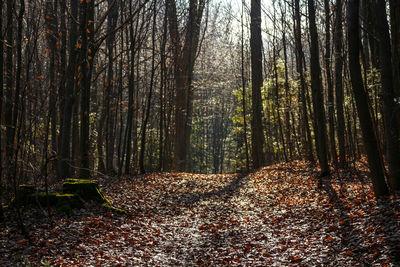 Trees in forest during autumn