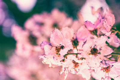 Close-up of bee on pink flowers