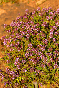 Close-up of pink flowering plants