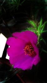 Close-up of pink flower blooming outdoors