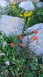 High angle view of flowers blooming outdoors