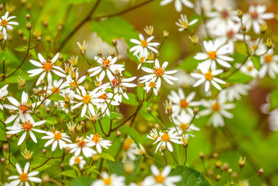Close-up of white flowering plants