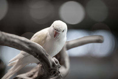 Close-up of parrot perching on branch