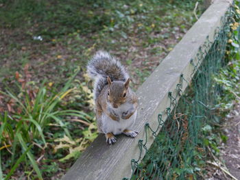 Close-up portrait of a squirrel