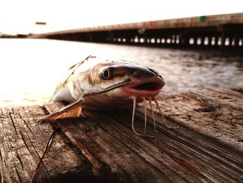 Dead catfish on pier over river